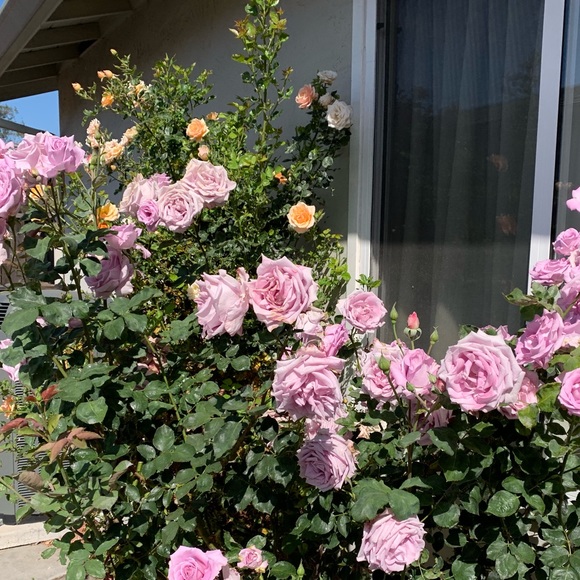 Meet your Posher, Karthika - Picture 1 of 1